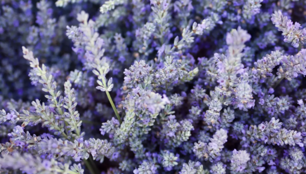 Lavender FULL MOON Infused Oil - Image 3